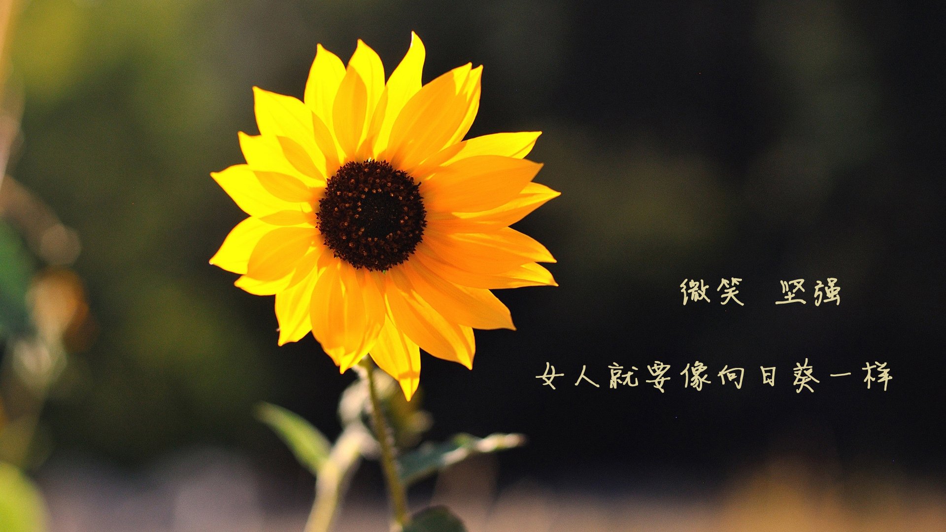 季后赛破纪录：斯托亚科维奇在一场比赛中抢断多达6次，成为“防守铁闸”！