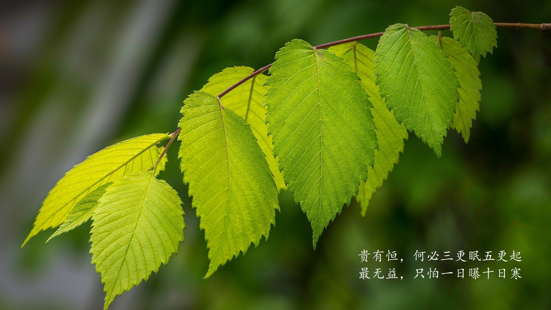 2025足球世俱杯官网-摩洛哥队中场球员进球助球队获胜，摩洛哥 球员