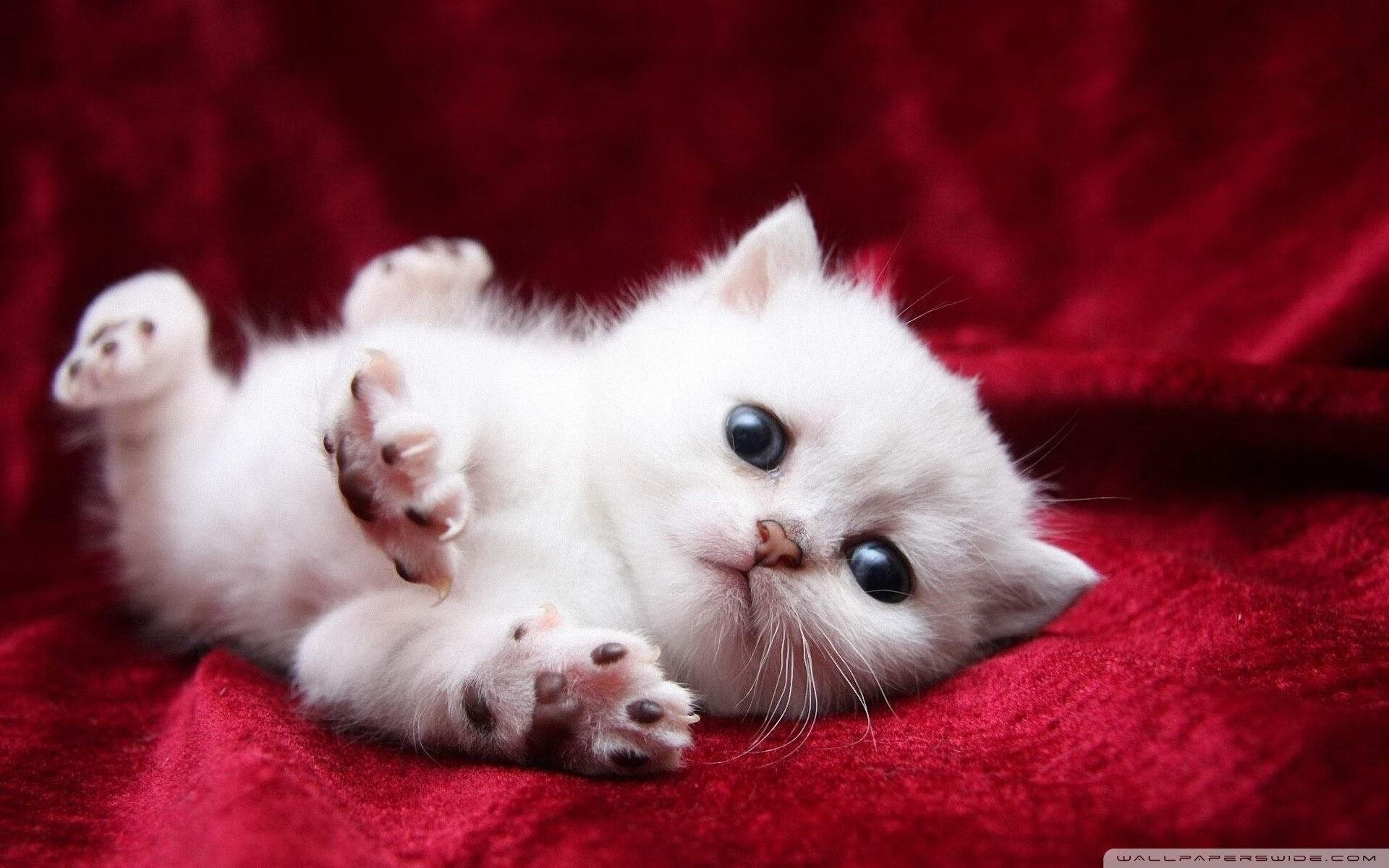 FIFA Club World Cup 2025-运动技术人才跨界流动趋势分析与发展策略，运动人才发展论坛