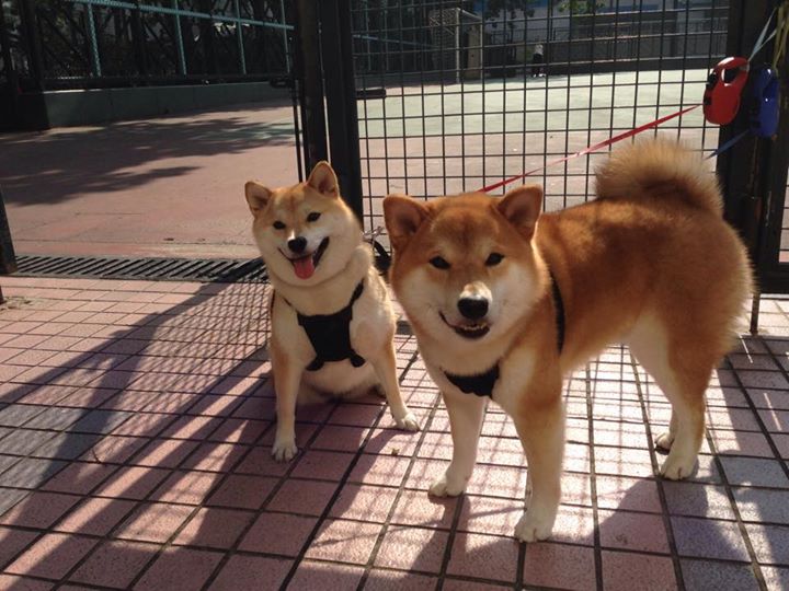 下层球队冲击季后赛的可能性,下层球队冲击季后赛的可能性有多大